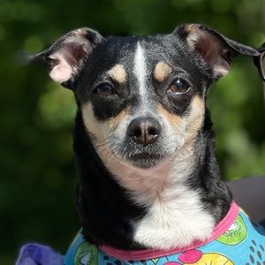 Meet your Posher, Amber